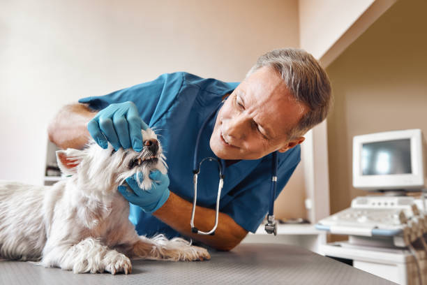 Best Emergency Root Canal Treatment in Wilson, PA